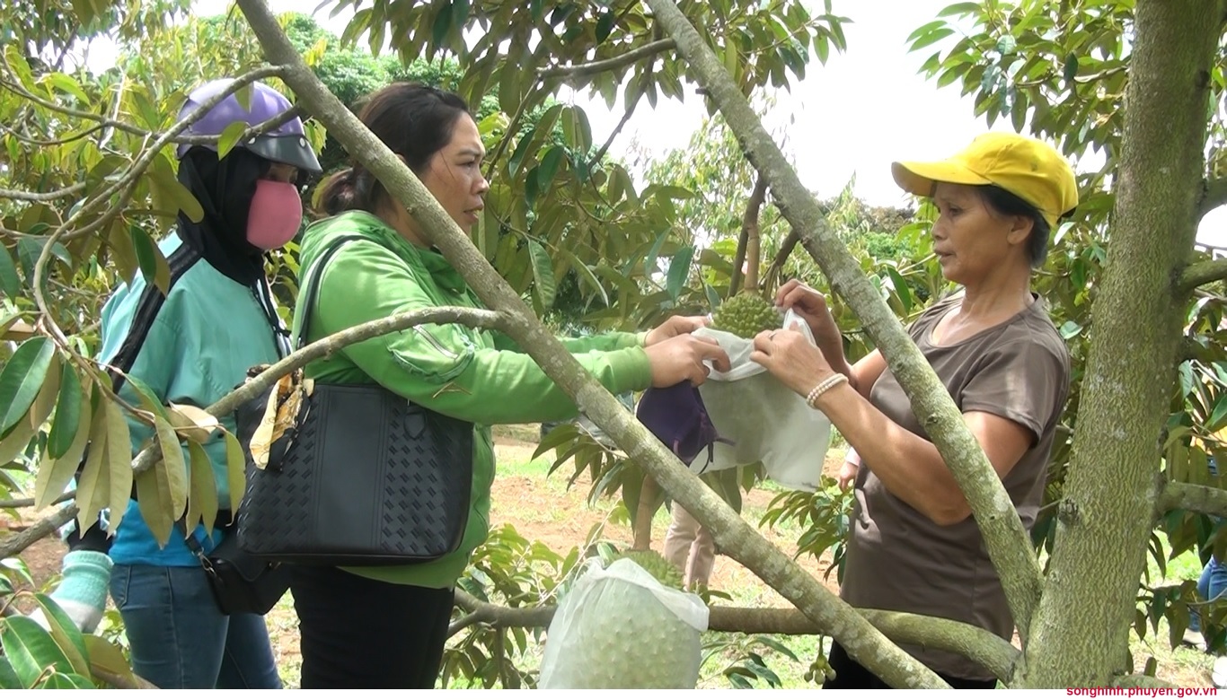 Hội LHPN huyện thăm vườn sầu riêng của bà Hoàng Thị Hiền ở Thôn Tân Lập- xã EaLy